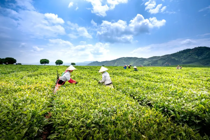 校园食堂托管服务如何通过明厨亮灶工程构建食品安全透明化管理体系