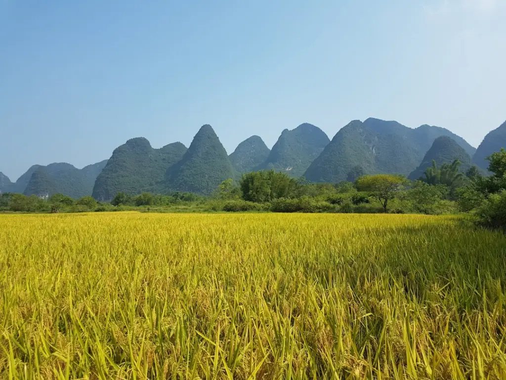 上海立分餐饮校园食堂托管服务全流程解析
